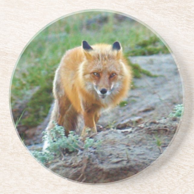 Wild Red Fox Vixen Wildlife Photo Art Coaster (Front)