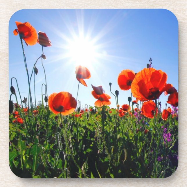 Wild Red Poppies Flowers Coaster (Front)