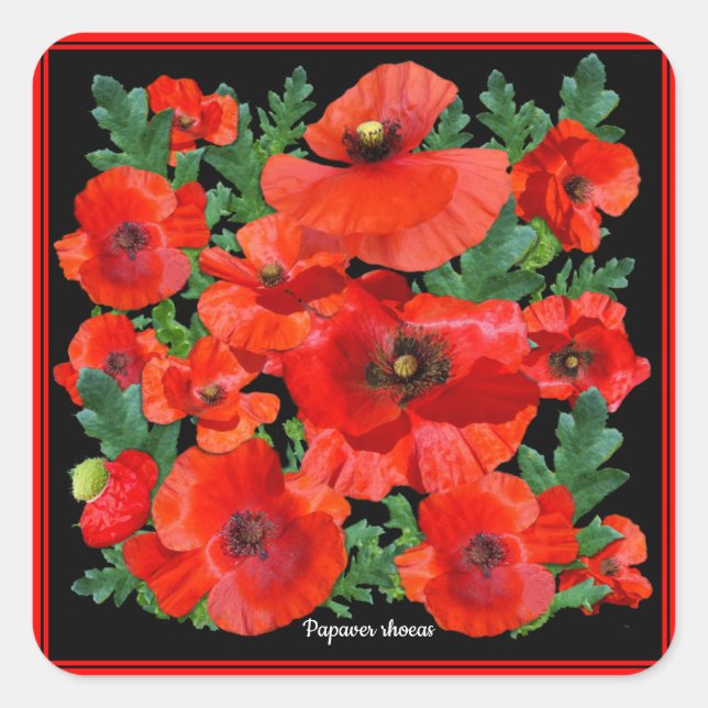 Wild Red Poppies Square Sticker (Front)
