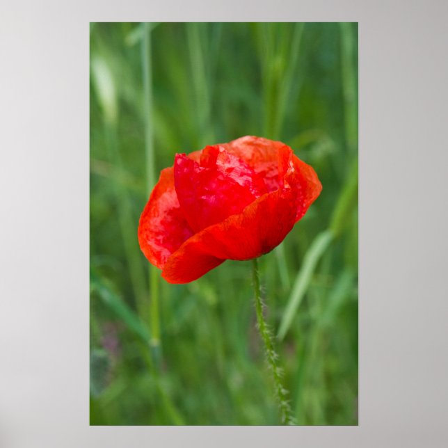 Wild red poppy flower poster (Front)