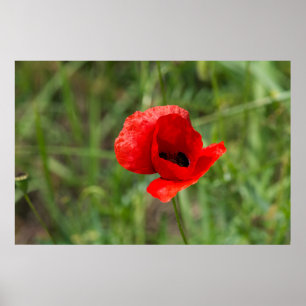 Wild red poppy flower poster