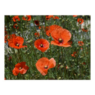 Wild red poppy flowers in Paphos, Cyprus Poster