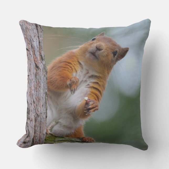 Wild Red Squirrel in the Scottish Highlands Photo Outdoor Cushion (Front)
