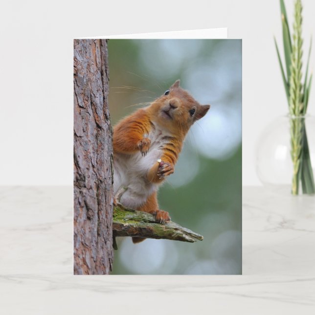 Wild Red Squirrel Scottish Highlands Photo Blank Card (Front)