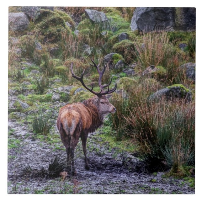 Wild Red stag in Scotland Tile (Front)