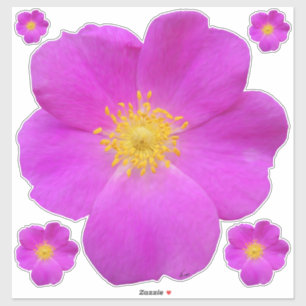 Wild Rose 2