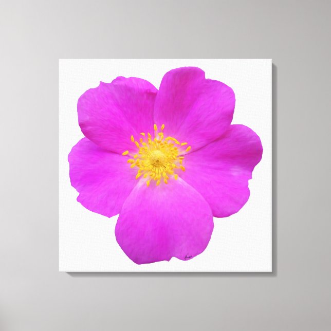 Wild Rose 2 Canvas Print (Front)