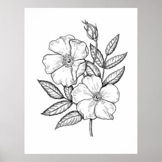 Wild Rose Bloom Drawing Poster