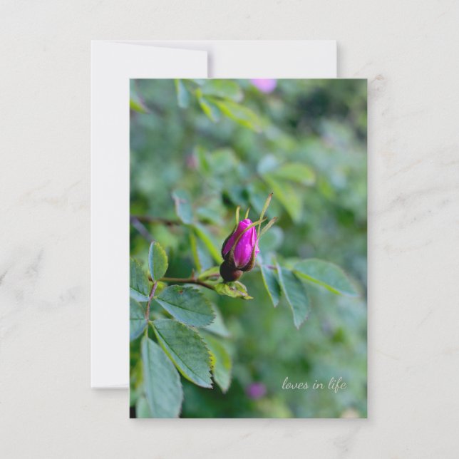 Wild Rose Bud Card (Front)