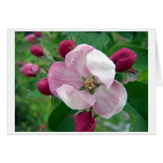 Wild Rose Card (Front Horizontal)