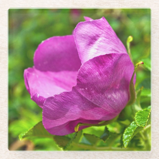 Wild Rose Coaster (Front)