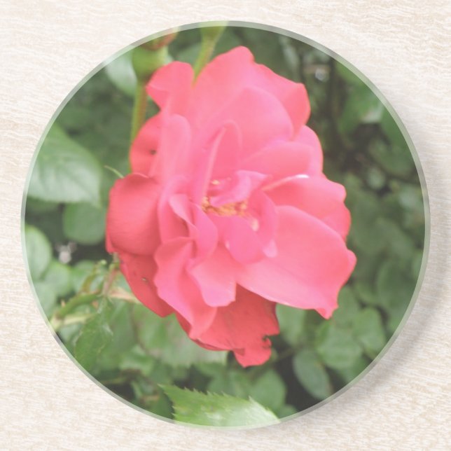 Wild Rose Coasters (Front)