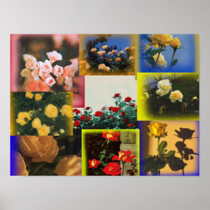 Wild Rose Collage Poster