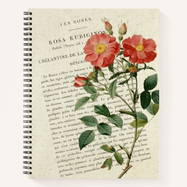 Wild Rose Eglantine: A Vintage Botanical Notebook (Front)