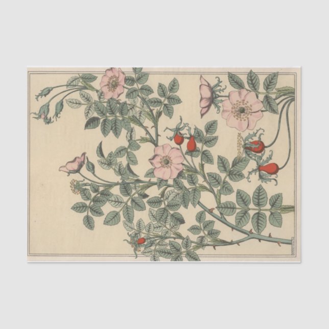 Wild Rose, Eugene Grasset's Botany Series Tissue Paper (Front)