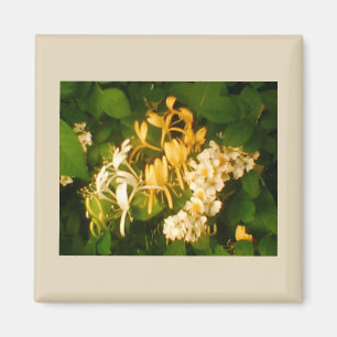 Wild Rose Honeysuckle Refrigerator Magnet