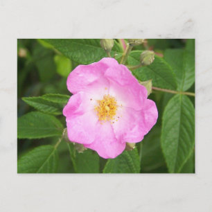 Wild Rose in late Spring. Postcard
