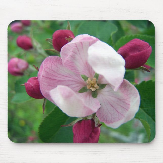 Wild Rose Mousepad (Front)