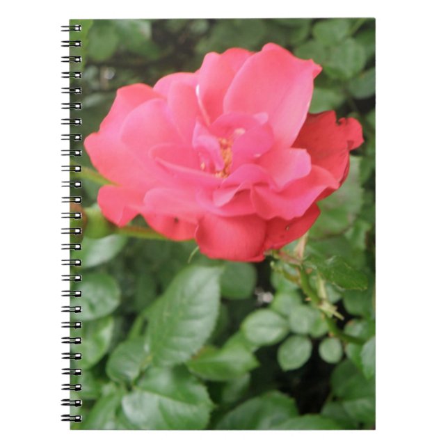 Wild Rose Notebook (Front)