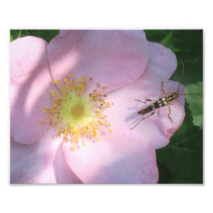 Wild Rose Photo Print