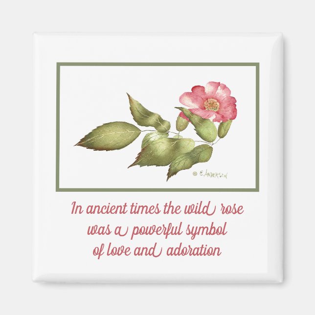 Wild rose pink watercolor flower symbol magnet (Front)