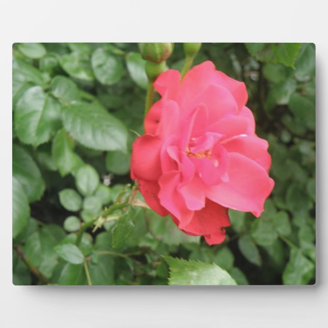 Wild Rose Plaque (Front)