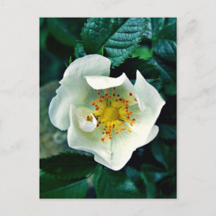 Wild Rose Postcard