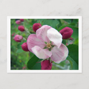 Wild Rose Postcard