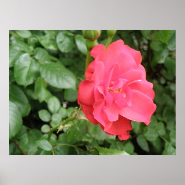 Wild Rose Poster (Front)