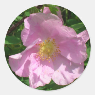 Wild Rose stickers