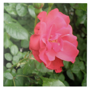 Wild Rose Tile