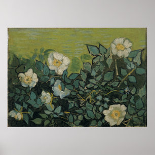 Wild Roses by Vincent Van Gogh Poster