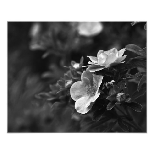Wild Roses - Floral Fine Art Photo (Front)