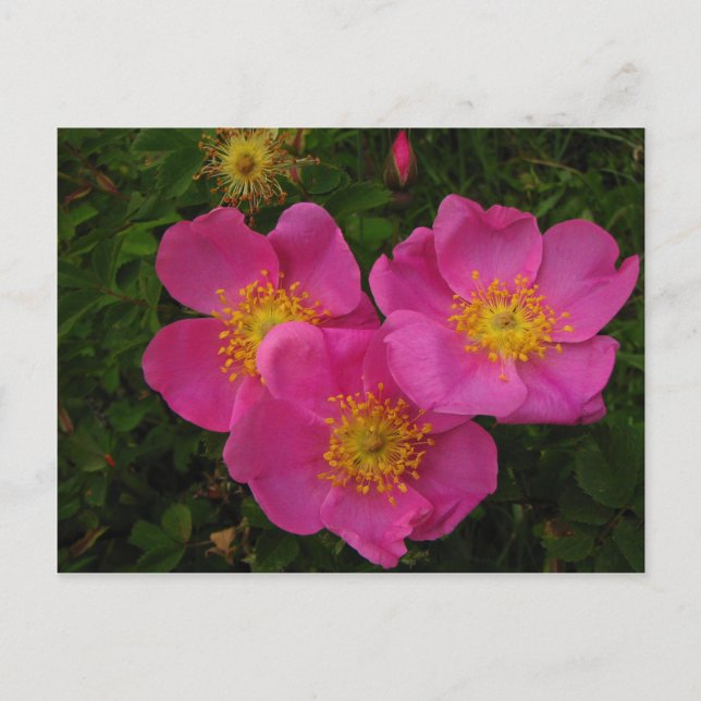 Wild Roses Postcard (Front)