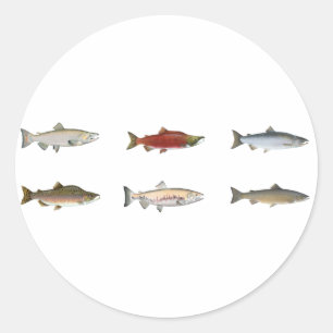 Wild Salmon Classic Round Sticker