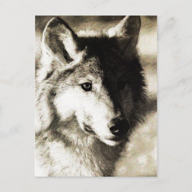 Wild   Series 19 Postcard (Front)