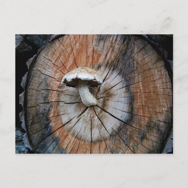 Wild Shiitake Mushroom on Log Postcard (Front)