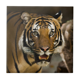 Wild Siberian Tiger Watercolor Painting Effect Tile