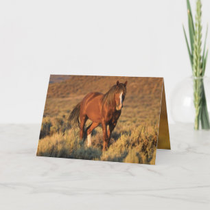 Wild Sorrel Stallion at Dawn Wild Horse Card