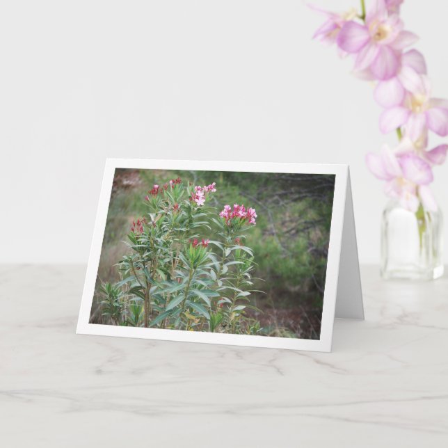 Wild Spanish Nerium Oleander Plant Card (Orchid)