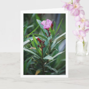 Wild Spanish Nerium Oleander Plant Card