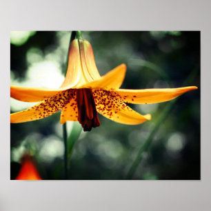 Wild Spotted Canadian Lily Flower Poster