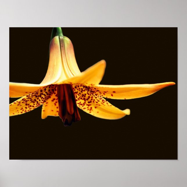 Wild Spotted Canadian Lily Flower Poster (Front)