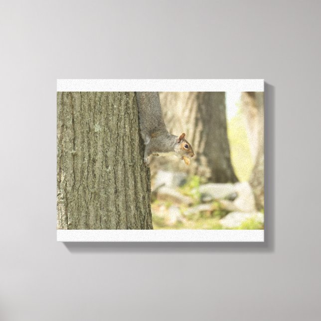 Wild Squirrel with a nut in his mouth Canvas Print (Front)