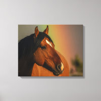 Wild Stallion, Golden Light and Rainbow