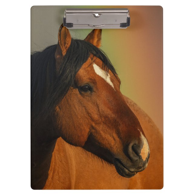 Wild Stallion, Golden Light and Rainbow Clipboard (Front)