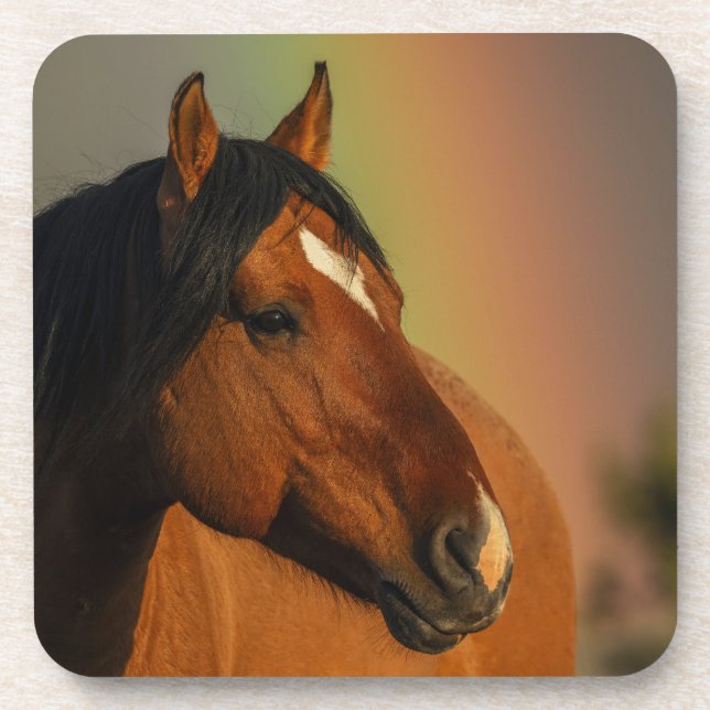 Wild Stallion, Golden Light and Rainbow Coaster (Front)