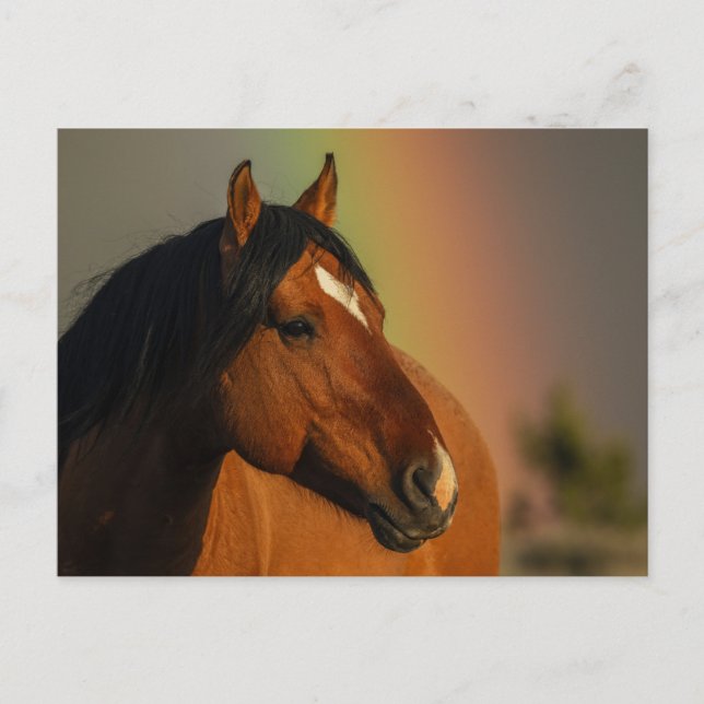 Wild Stallion, Golden Light and Rainbow Postcard (Front)