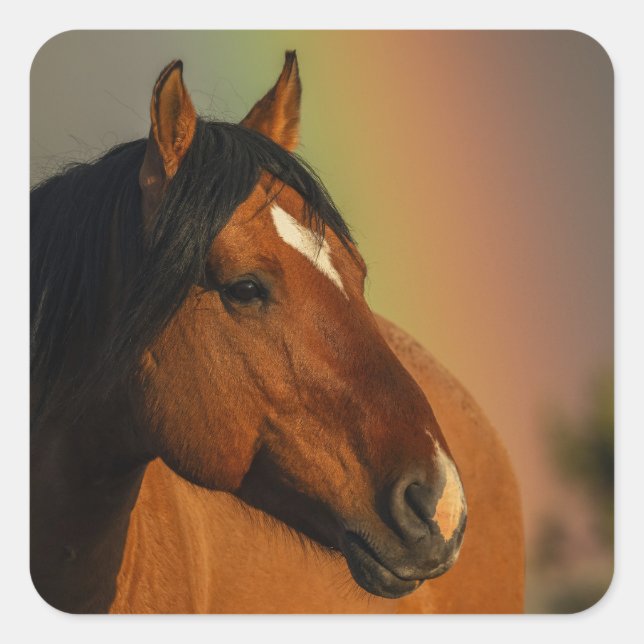 Wild Stallion, Golden Light and Rainbow Square Sticker (Front)