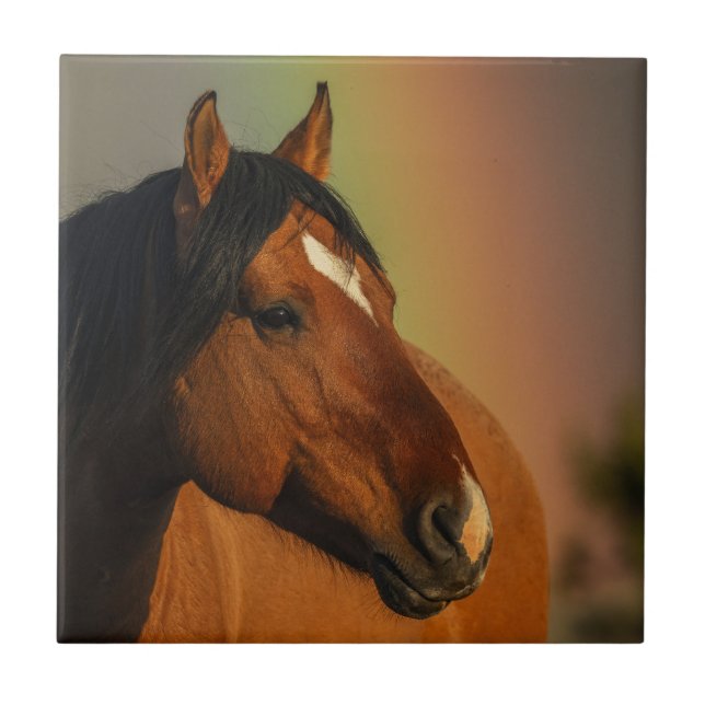 Wild Stallion, Golden Light and Rainbow Tile (Front)